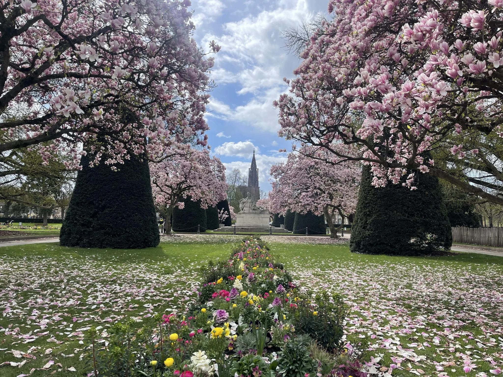 Allée de magnolias en fleurs à Strasbourg, la flèche de la cathédrale dans l'axe