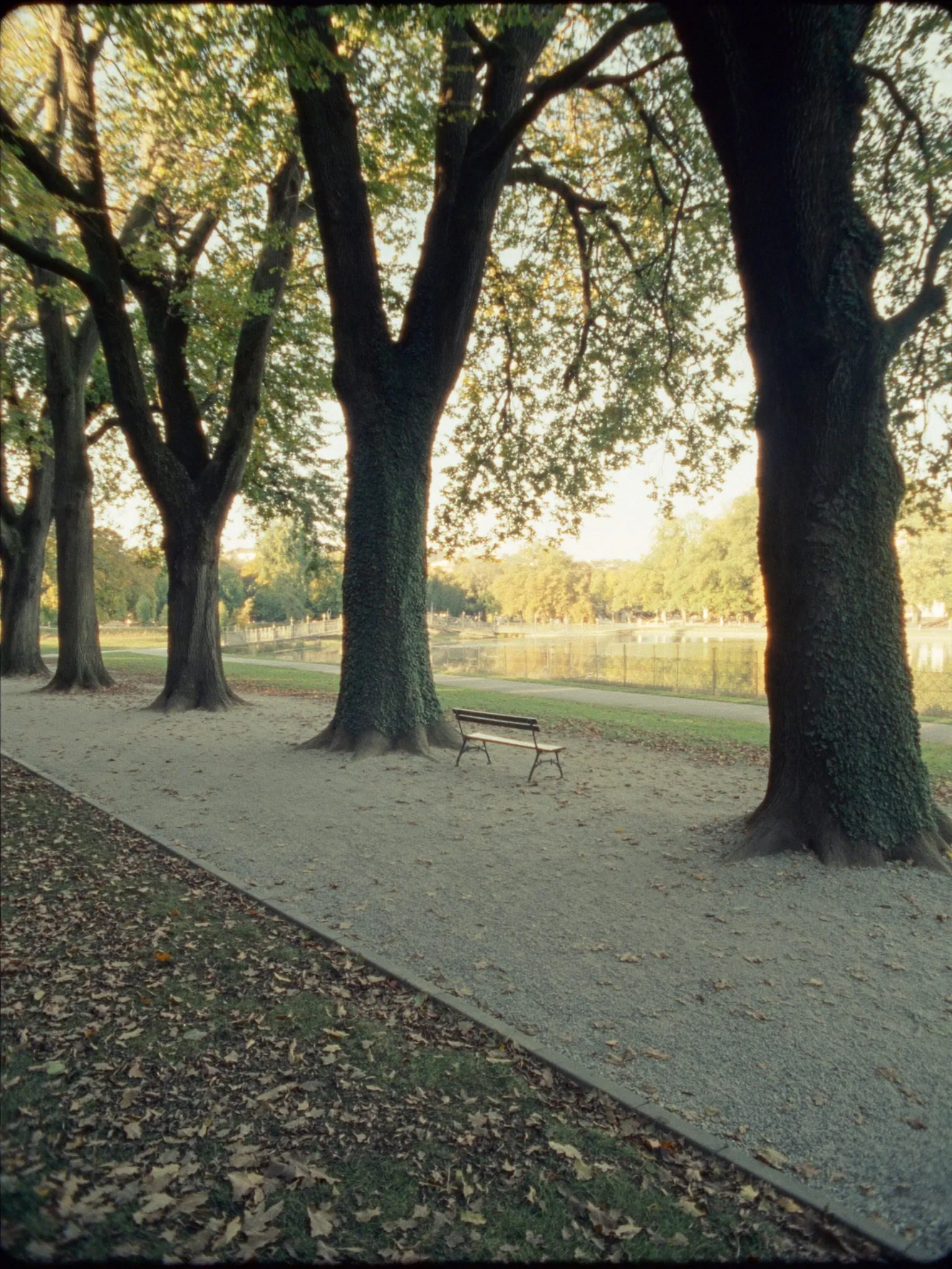 Allée d'un parc urbain sous de grands arbres, bancs de bois et pièce d'eau au loin